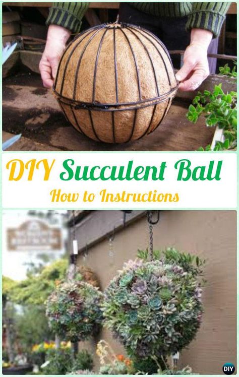 Succulent Ball, Kaktus Dan Sukulen, Taman Air, نباتات منزلية, Succulent Garden Diy, Hanging Succulents, Succulent Gardening, Garden Types, Diy Gardening