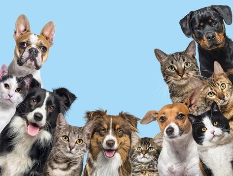 Photo large group of cats and dogs looki... | Premium Photo #Freepik #photo #dog-head #australian-shepherd #rottweiler #french-bulldog Pet Store Design, Group Of Cats, Dog Background, Paw Logo, Group Of Dogs, Animal Groups, Blue Cats, Cats And Dogs, Charles Spaniel