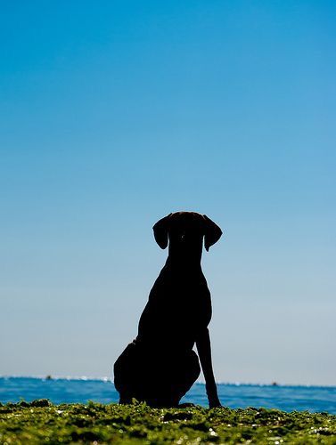 10 Amazing Facts, Athletic Dogs, Dog Trends, Black Labrador Retriever, Homeless Dogs, Black Labs, Labrador Retrievers, Amazing Dogs, Fishing Nets