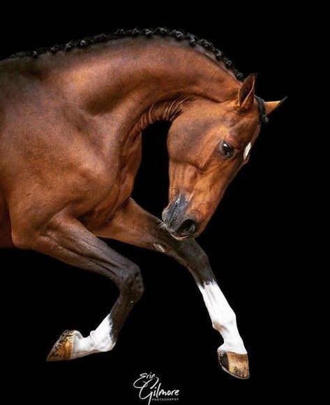 Equine Portraits, Horse Anatomy, Bay Horse, Horse Artwork, Most Beautiful Horses, Horse Portrait, Majestic Horse, Horse Drawings, All The Pretty Horses