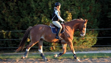 Engaging Horses Hind End, Equestrian Exercises, English Horseback Riding, Dressage Exercises, Horse Training Exercises, Ride A Horse, Horseback Riding Lessons, Horse Rearing, Equestrian Dressage