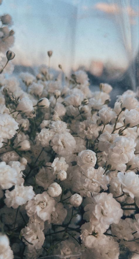 White Flower Aesthetic, White Flower Wallpaper, White Aesthetics, White Aesthetic, White Flower, Aesthetic Photo, Phone Backgrounds, Pretty Wallpapers, Phone Wallpapers