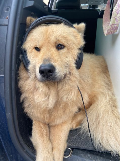 Puppy With Headphones, Dog Spotify Cover, Animal Listening To Music, Dog Pfps, Dog Listening To Music, Dog With Headphones, Golden Cocker Retriever, Cool Dog, Very Cute Dogs