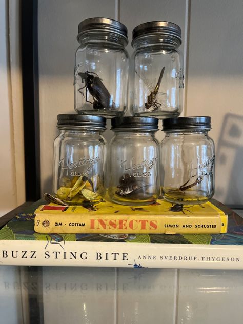 Preserving Bugs, Entomologist Aesthetic, Bug Collector Aesthetic, The Bug Collector, Insect Specimen Display, Insect Preservation, Wet Specimen Jar, Entomology Collection, Plant Bugs