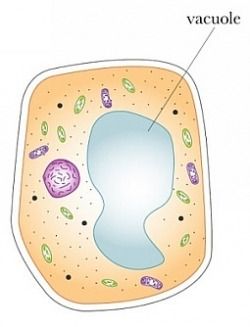 Vacuoles are not only found in plant, but animal cells too!! Vacuoles are a cell organelle that stores such as, water, protein, and carbs. The vacuole is like a refrigerator! Vacuole Drawing, Plant Cell Drawing, Plant Cell Parts, Cell Analogy, Biology Project, Science Diagrams, Cell Parts, Science Homework, Cell Organelles