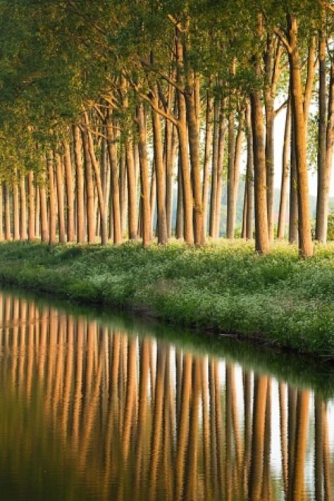 Love the composition of the vertical lines of the trees/reflections with the not quite horizontal/not quite diagonal line of the grassy bank. Tree Forest, Beautiful Tree, Amazing Nature, Beautiful World, Beautiful Landscapes, Mother Nature, Wonders Of The World, Beautiful Photo, Beautiful Pictures