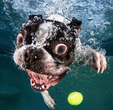 Rocco the Boston Terrier Cute Dogs For Sale, Underwater Dogs, Wildlife Wallpaper, Water Dog, Silly Dogs, Boston Terriers, Animal Wallpaper, Dog Photos, Cool Cats