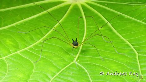 Bunny Harvestman Spider facts - The Spider Blog Harvestman Spider, Spider Facts, Spider Fact, The Spider, New Hobbies, To Learn, Google Search, Reading