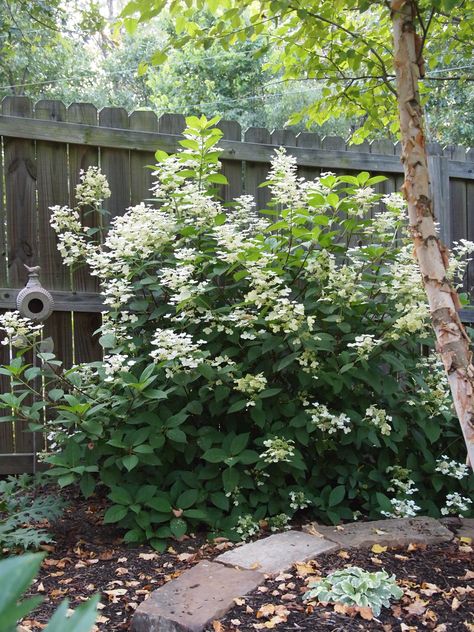 Shade Hydrangea, Quickfire Hydrangea, Invincibelle Hydrangea, Fire Light Tidbit Hydrangea, Hydrangea Quickfire, Hydrangea Quercifolia Snow Queen, Tidbit Hydrangea, Front Yard Decor, Hydrangea Bush