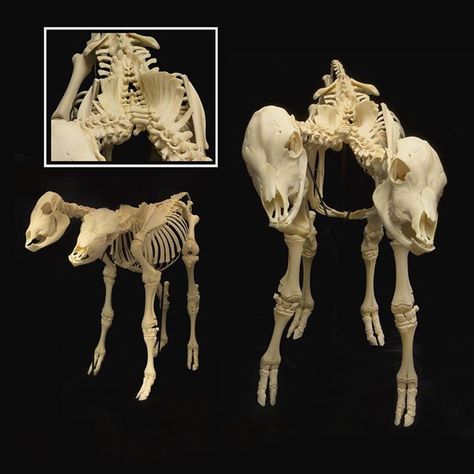 Skeleton Taxidermy, Animals Skeleton, 4 Horseman, Skeletal Anatomy, Creature Anatomy, Animal Skeletons, Vulture Culture, Skulls And Bones, Curiosity Shop