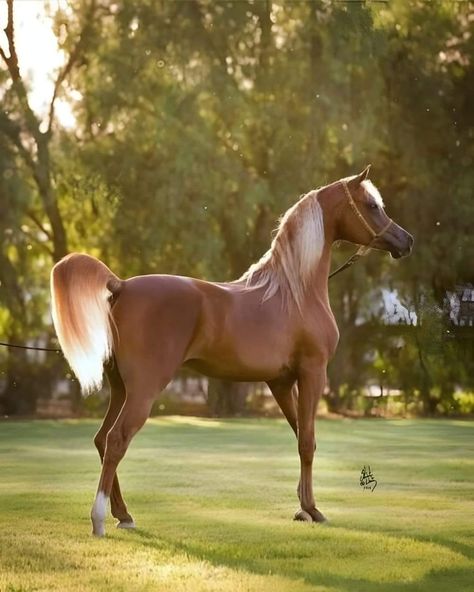 Cai Arabi, Arabic Horse, Horse Photographer, Arabian Stallions, Beautiful Horse Pictures, Beautiful Arabian Horses, Most Beautiful Horses, Most Beautiful Animals, Majestic Horse