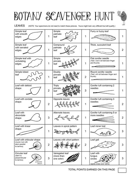 Fibrous Root, Homeschool Nature Study, Tree Identification, Nature School, Outdoor Education, Plant Science, Forest School, Plant Identification, Outdoor Learning