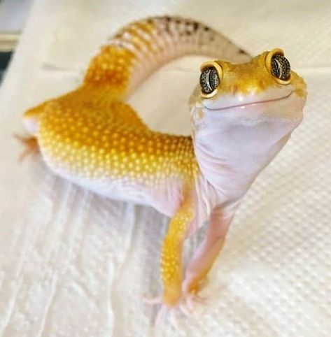 Leopard Gecko Photography, Leopard Gecko Pictures, Leaped Gecko, Cute Geckos, Gecko Character, Geko Lizard, Gecko Aesthetic, Cute Lizards, Lizard Cute