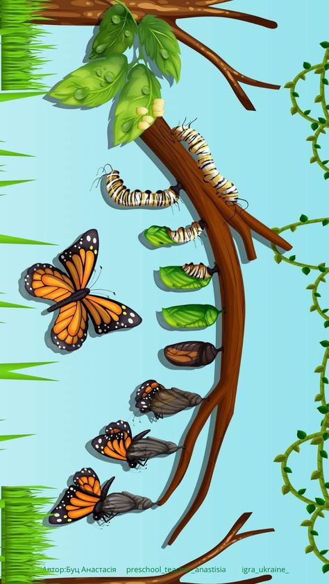 Life Cycle Of A Butterfly, Kindergarten Science Projects, Butterfly Life Cycle Craft, Butterfly Life Cycle Activity, Relief Teaching Ideas, Body Parts Preschool, Butterflies Activities, Animal Life Cycles, Insects Preschool