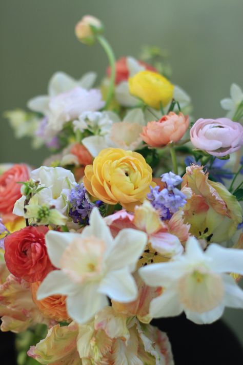 Bridal bouquet with daffodils, ranunculus, purple snow bells, parrot tulips, and dogwood Spring Wedding Daffodils, Tulip And Daffodil Bouquet, Daffodil Bridal Bouquet, Bouquet With Daffodils, Parrot Tulips Arrangement, Ranunculus Purple, Florist Ideas, Daffodil Bouquet, Ranunculus Bouquet