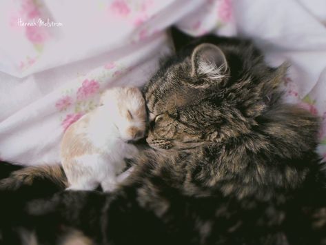 Baby bunny and cat Animal Duos, Cat And Bunny Aesthetic, Cats With Bunny Ears, Bunny And Cat, Cat And Bunny, Cats In Bunny Hats, Bunny Pet Aesthetic, Bunny Aesthetic, Sleeping With Cat Aesthetic