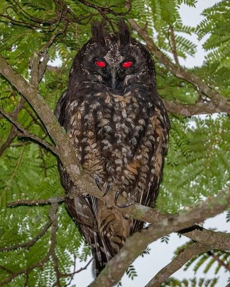 Natures Gnarly no Instagram: “The Stygian Owl 👹 - Image ©️ by @eigi.iwasaki Their eyes are actually yellow, but appear red/orange in the sunlight. #naturesgnarly” Stygian Owl, Terrifying Pictures, Harpy Eagle, Scary Animals, Owl Eyes, Owl Tattoo, Red Eyes, Beautiful Birds, Animal Kingdom