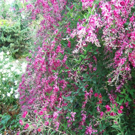 . Lespedeza Thunbergii, Texas Gardens, Online Landscape Design, Flowering Bushes, Native Plant Gardening, Best Plants, Lawn And Landscape, Have Inspiration, Native Garden