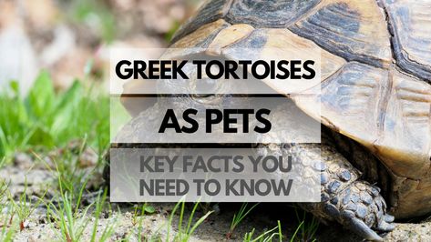 Greek Tortoises, also known as Mediterranean Spur-Thighed Tortoises or Testudo graeca, have been popular pets for centuries due to their manageable size, attractive appearance, and engaging personalities. In this article, ... Read more Greek Tortoise, Tortoise Care, Hiding Spots, Reptiles Pet, Proper Diet, Proper Nutrition, Personalities, Reptiles, Tortoise