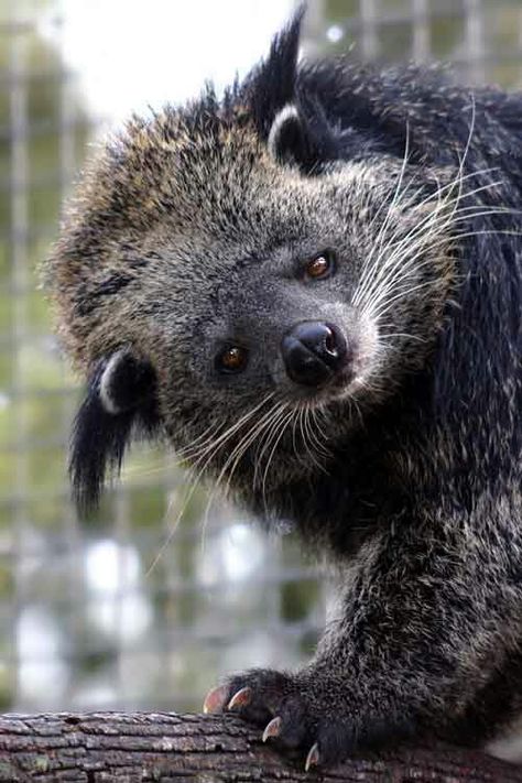 Binturong. Unusual Animals, Rare Animals, Cute Wild Animals, Weird Animals, Unique Animals, Animal Wallpaper, Animal Planet, Forest Animals, Nature Animals