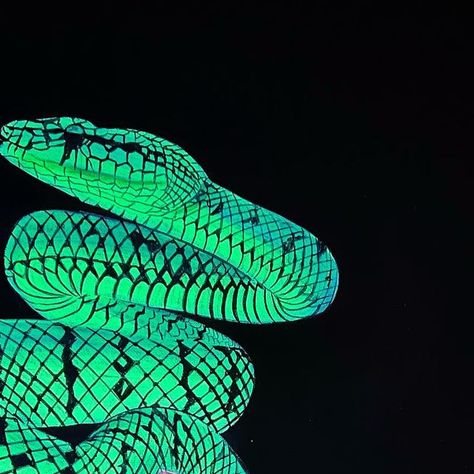 Neon Snake, Snake Painting, Potter Wallpaper, Neon Jungle, Green Snake, Harry Potter Wallpaper, Lighting Inspiration, Artist On Instagram, Snakes