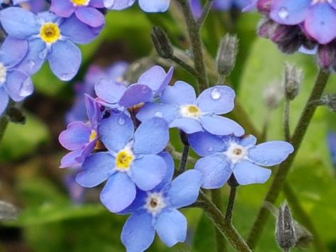 Scorpion Grasses Flower, Scorpion Grasses, Mary Mary, Grass Flower, Nothing But Flowers, Ap Art, Spring Has Sprung, Fake Plants, Forget Me Not