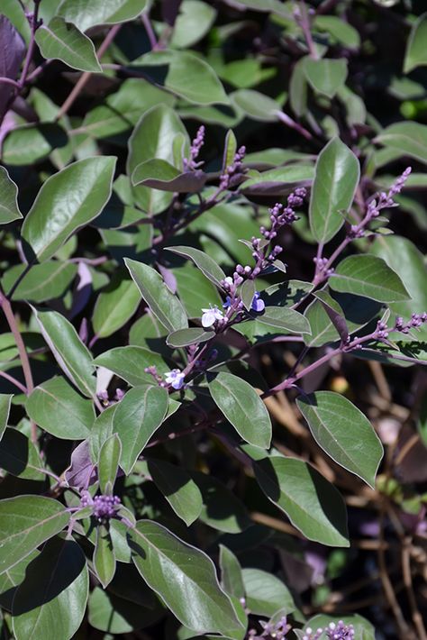 Click to view a full-size photo of Fascination Arabian Lilac (Vitex trifolia 'Fascination') at Green Thumb Nursery Vitex Trifolia Purpurea, Arabian Lilac, Lilac Standard Tree, Artemisia Silver Mound, Texas Lilac Vitex Tree, Full Size Photo, Australian Native Garden, Artemisia Ludoviciana 'silver Queen', Lilac Flowers