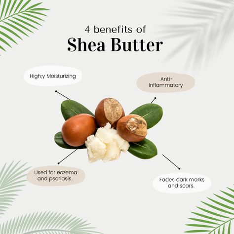 Shea Butter Branding, How To Make Shea Butter, Benefits Of Shea Butter For Skin, Body Butter Content Ideas, Shea Butter Aesthetic, Shea Butter Benefits Skincare, Body Butter Benefits, Shea Butter For Hair, Make Lotion