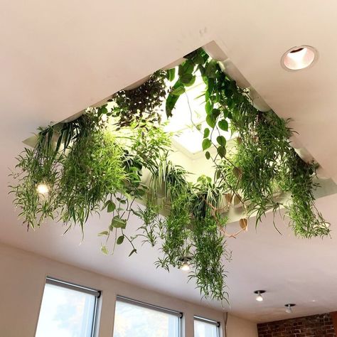 Skylight Plants, Skylight Bathroom, Skylight Installation, Windowsill Plants, Skylight Kitchen, Plant Installation, Architecture Model Making, Bathroom Plants, Raise Your Hand If