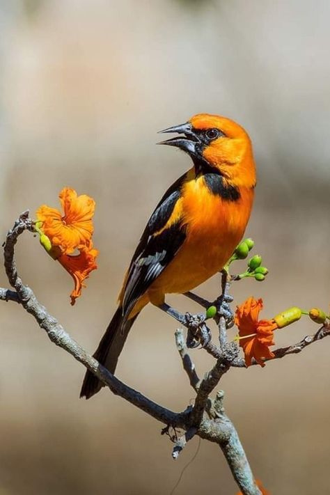 Icterus gularis, Altamira Oriole. Large bright orange oriole with thick dark bill, found in open shrubby woodland in Central America. It forages high in trees, sometimes in the undergrowth. Diet is mainly insects and small fruits such as hackberries and figs. They are permanent residents, and unlike the migratory orioles that breed in the US, the species is sexually monomorphic. Song is a series of sweet, clear whistles like many other orioles, but slower with a more deliberate, even pattern. Oriole Bird, Nature Birds, Bird Drawings, Birds Flying, Birds Painting, Central America, Bird Feathers, Birdy, Bright Orange