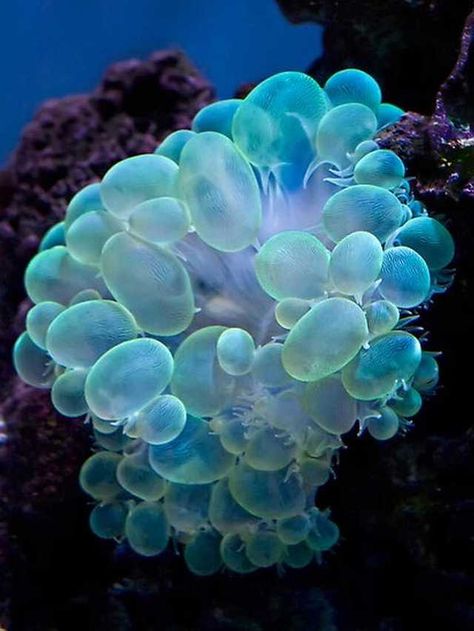 Forms - Imgur Bubble Coral, Creature Marine, Conservation Biology, Bawah Air, Fauna Marina, Blue Things, Sea Anemone, Saltwater Tank, Beautiful Sea Creatures