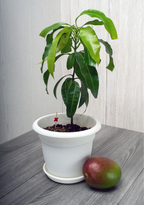 How To Grow A Mango Tree From Seed - Step-By-Step Lychee Tree, Mango Plant, Pineapple Planting, Grow Avocado, Avocado Seed, Mango Tree, Seed Saving, Potted Trees, Tropical Foliage