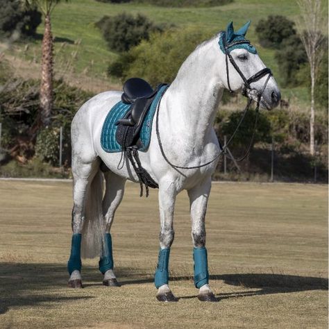 Horse Coat Colors, Horse Riding Outfit, Horse Saddle Pads, Horse Brand, Dressage Saddle Pad, Horse Fashion, Horse Equipment, Dressage Saddle, Grey Horse