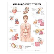 The Endocrine System, Muscular System, Human Anatomy And Physiology, Medical Coding, Nursing Tips, Endocrine System, Nursing Education, Reproductive System, Medical Education