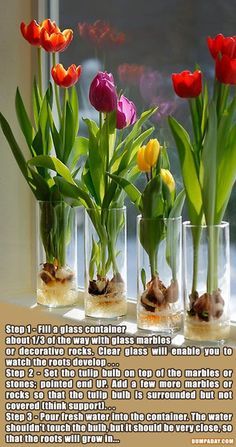 Plants Grown In Water, Tanaman Air, Growing Tulips, Taman Air, Indoor Water Garden, Growing Bulbs, نباتات منزلية, Gardening Hacks, Tulip Bulbs