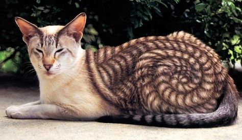 21 Animal Photos That Prove Nature Is a Color Guru Gatto Carino, Exotic Cats, Most Beautiful Cat Breeds, Unique Cats, Cute Cats And Kittens, Cute Cats And Dogs, Unique Animals, Warrior Cats, Beautiful Cat