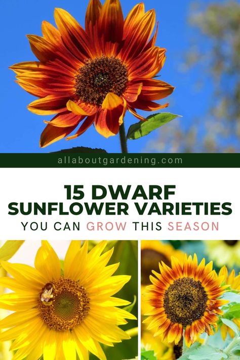 Are you thinking of adding some dwarf sunflowers to your garden this season, but aren't quite sure where to start? There are many types of smaller sunflower varieties that can brighten up just about any flower bed. In this article, we take a deeper look at our favorite dwarf sunflower varieties! Sunflower Varieties, Flower Planting Guide, Mammoth Sunflower, Types Of Sunflowers, Plants Under Trees, Growing Sunflowers, Mini Sunflowers, Small Sunflower, Spring Garden Flowers