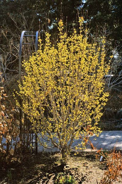 Cornus Mas Trees, Cornus Sericea, Cornus Canadensis, Solidago Canadensis, Cornus Mas, Cornus Florida Rubra Dogwood Trees, Small Yellow Flowers, Urban Tree, Nothing Gold Can Stay