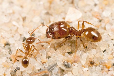 Rudimentary wing discs in ant larvae, which only grow to wings in queens, appear to influence growth into a soldier or worker.Makes me wonder about vestigial or rudimentary organs in people too, like theappendix. Best Pest Control, Pest Control Services, A Soldier, Bed Bugs, Pest Control, Ants, Soldier, Insects, Wonder