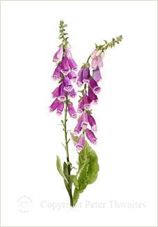 Foxgloves, fine art print from watercolour painting by Peter Thwaites Foxglove Flower, Flower Watercolour, Acid Art, Flower Drawing Tutorials, Watercolor Beginner, Watercolour Ideas, Flower Illustrations, Watercolour Flowers, Botanical Watercolor