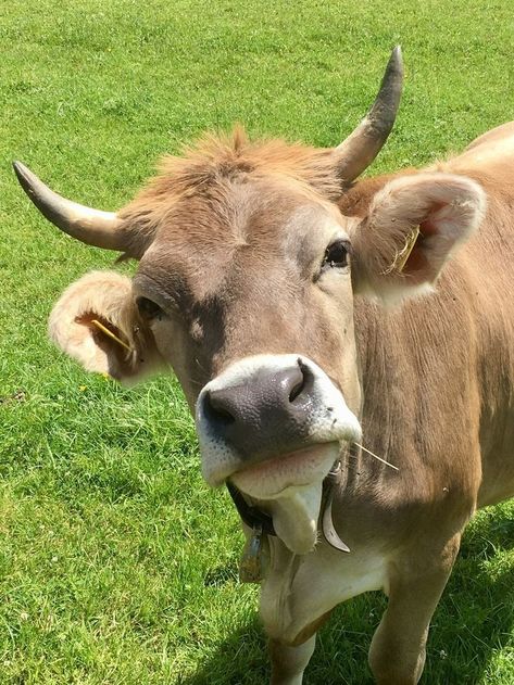 Cow Sketch, Pictures Animals, Suffolk Sheep, Cow Photos, Sheep Art, Fluffy Cows, Cow Face, Farm Photography, Animals Funny