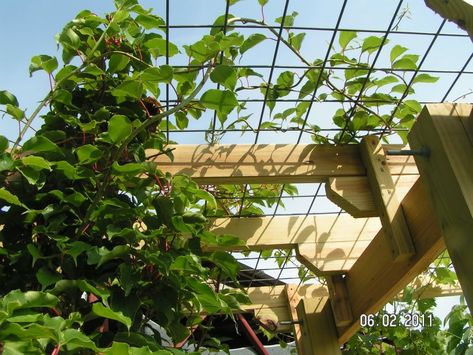 Kiwi Trellis, Grape Vine Trellis, Kiwi Vine, Grow Grapes, Pergola Cost, Grape Trellis, Grape Arbor, Vine Trellis, Cattle Panels