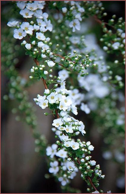 Thunberg Spirea | Breath of spring spirea | baby’s breath spirea  (Spiraea thunbergii) ユキヤナギ Flowers Growing, Moon Garden, White Garden, White Gardens, Trees And Shrubs, Dream Garden, Love Flowers, On The Side, Pretty Flowers