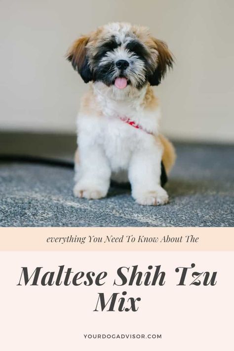 Everything You Need To Know About The Maltese Shih Tzu Mix | Your Dog Advisor Baby Shih Tzu, Shih Tzu Haircuts, Shih Tzu Grooming, Dog Crossbreeds, Shitzu Puppies, Dog Poo, Maltese Shih Tzu, Maltese Mix, Shih Tzu Mix