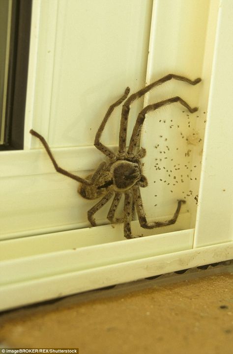 Looks like we'll be climbing out the window then! Massive Huntsman spider is pictured hiding in between a door frame Read more: http://www.dailymail.co.uk/news/article-3361695/Is-world-s-biggest-spider-optical-illusion-Huge-spider-pictured-trying-sneak-house.html#ixzz3uUOyCmG3 Follow us: @MailOnline on Twitter | DailyMail on Facebook Aesthetic Spider, Spider Aesthetic, Spider Photography, Drawing Spider, Tattoo Spider, Cake Spiderman, Nails Spider, Web Nails, Costume Spider