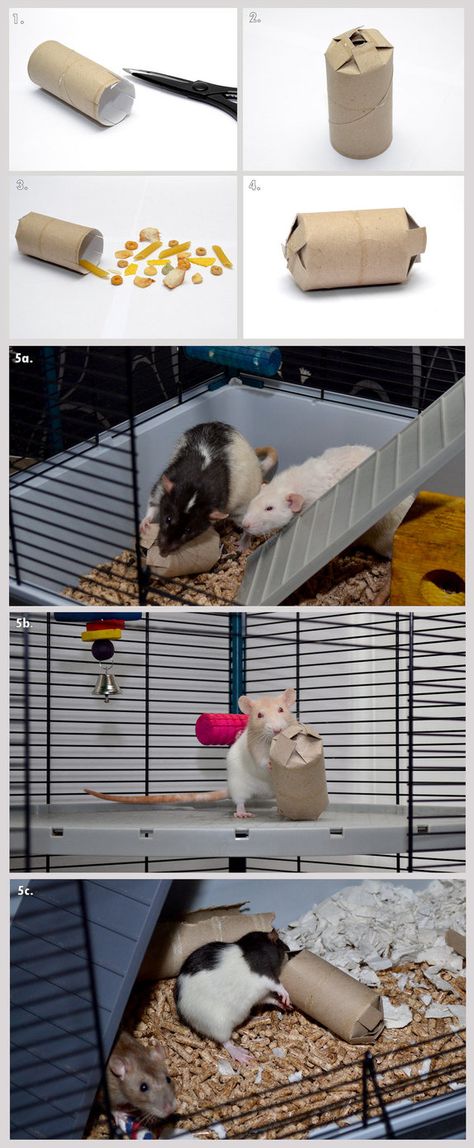 This is a little guide to making your own boredom-breaker treat box toy for your rats; I make these at random as a way to keep my ratties busy for a while. I'm sure others have thought of similar t... Hamster Toys Diy, Diy Rat Toys, Rattus Rattus, Rat Care, Bunny Ideas, Hamster Diy, Pet Diy, Diy Bunny, Hamster Care