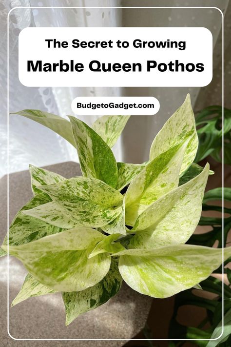 Transform your indoor space into a botanical haven with our expert advice on nurturing and growing Marble Queen Pothos. Explore the beauty of hanging plants indoor and unique plants to add personality to your decor. Discover the secrets of plant placement in home and create a stunning display in any room. #IndoorPlants #Houseplant #IndoorGreenPlants #LargeIndoorPlant #Decor #Interieur #DecorationTerrasse #DecorationGardin #DevelopASmallGarden #PlantPlacementInHome Plant Placement In Home, House Plants Decor Ideas, Houseplants For Low Light, N’joy Pothos, Plant Placement, Pothos Care, Indoor Green Plants, Pothos Plants, Easy Houseplants