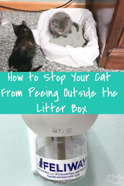 How to Stop Your Cat From Peeing Outside the Litter Box Cat Peeing Outside Litter, How To Stop Cats From Peeing In House, Litter Training Kittens, Pet Beds Diy, Train A Cat, Cat Pee Smell, Cat Tricks, Smell Remover, Pee Smell