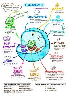 Cell Biology Notes, Biochemistry Notes, Cell Diagram, Biology Diagrams, Biology College, Learn Biology, Biology Revision, General Biology, Study Biology