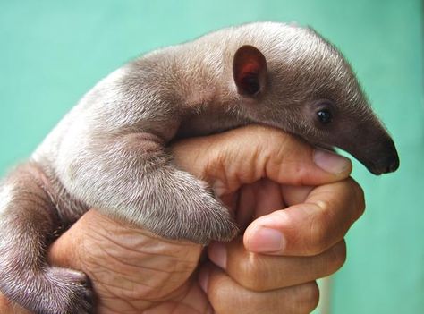 baby anteater Cute Anteater, African Wild Dog, Animal Magic, Animal Antics, Incredible Creatures, Wild Dogs, Silly Animals, Cute Cows, Weird Animals